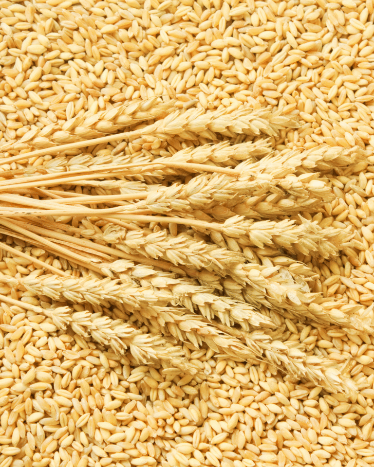 Untitled design - 2025-07-16T180353.783